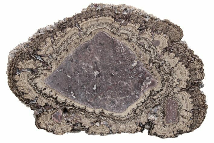 Polished, Cretaceous, Oncolite Stromatolite Fossil - Mexico #231383